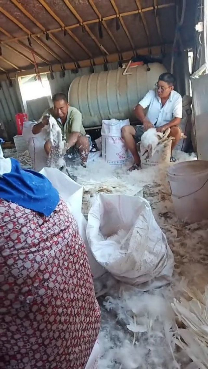 羽绒被加工，这背后藏着怎样的秘密？