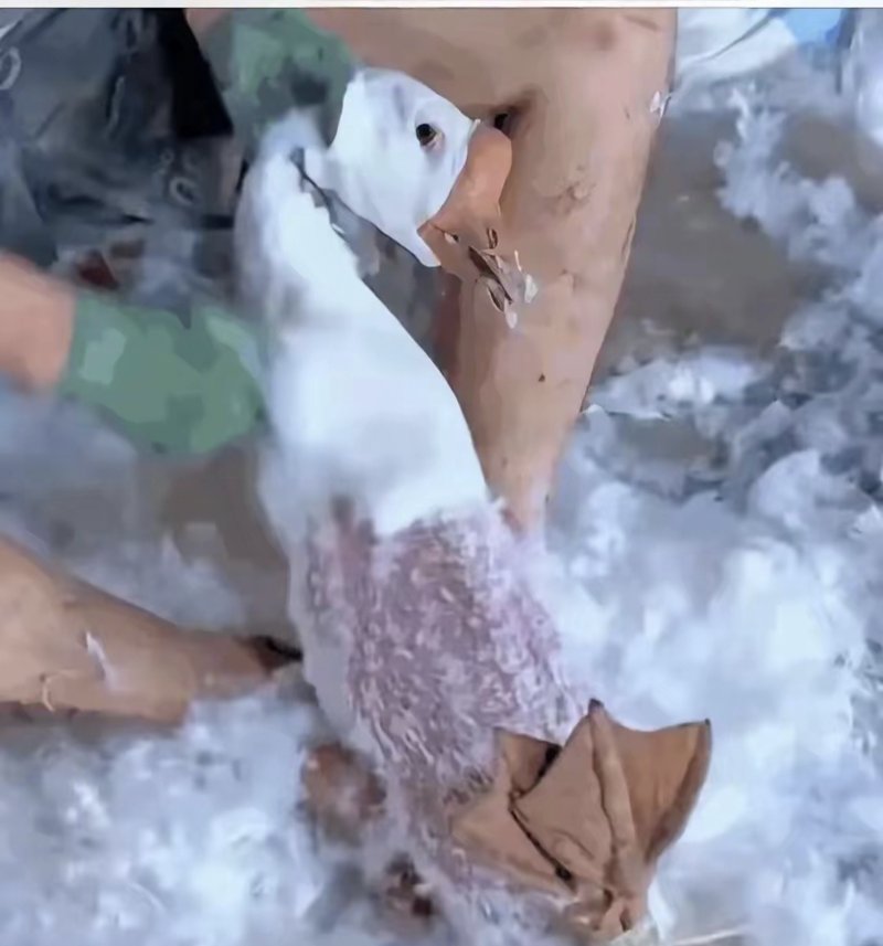 湖北羽绒加工
